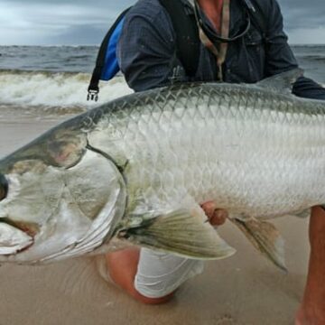 Gabon, Sette Cama, tarpon fishing