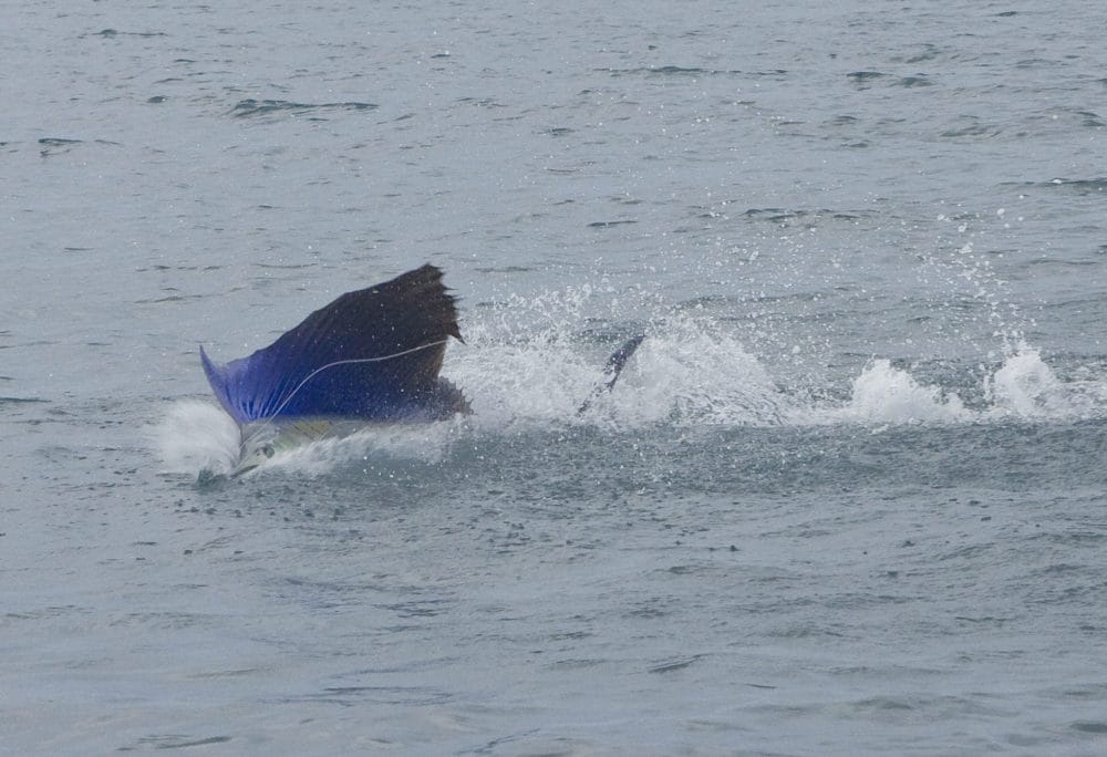 Sailfish, Aardvark McLeod