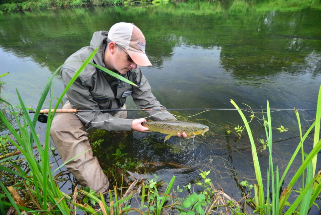 River Avon Brown trout, chalkstream fly fishing