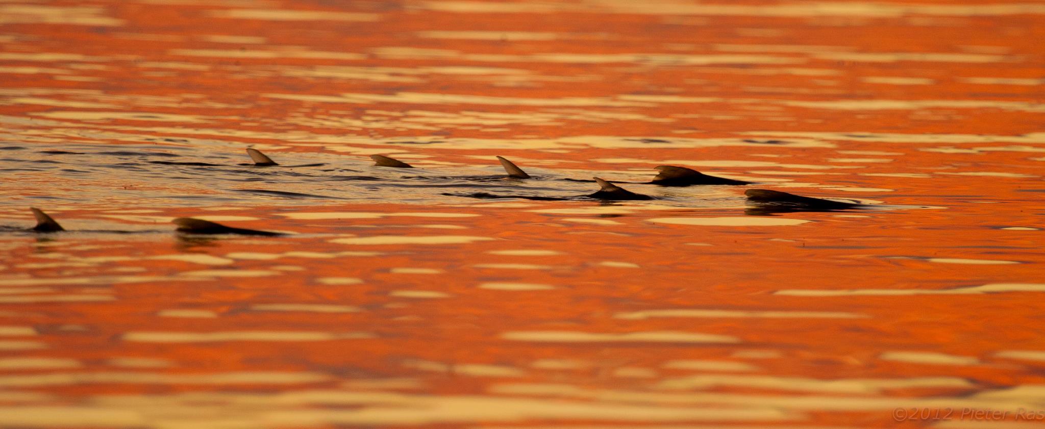 Tailing fish, Aardvark McLeod