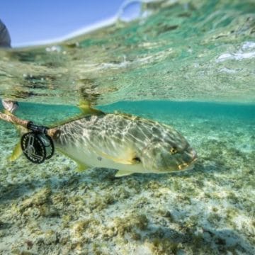 Exmouth, Australia, Aardvark McLeod, trevally, sailfish, permit