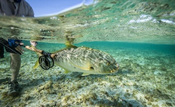 Exmouth, Australia, Aardvark McLeod, trevally, sailfish, permit