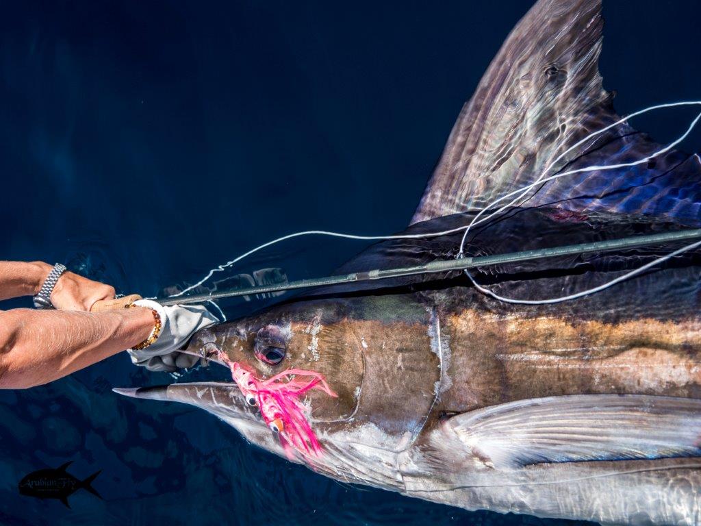 Oman, fishing in Oman, fly fishing Oman, permit, dorado, sailfish, striped marlin, bluefish, cobia