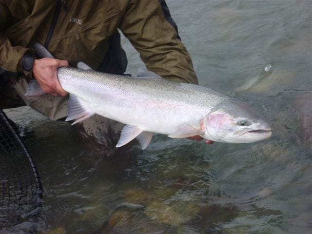 Steelhead Bonanza - Nicholas Dean Lodge, British Columbia