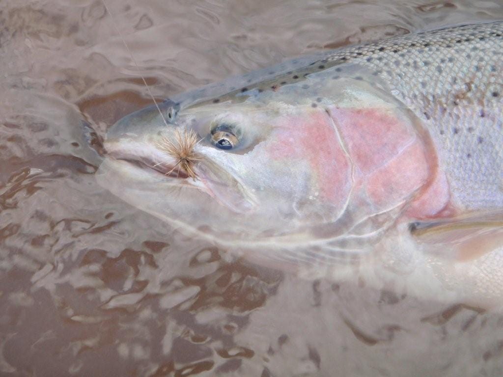 Nicholas Dean, British Columbia, Steelhead, dry fly, Aardvark McLeod