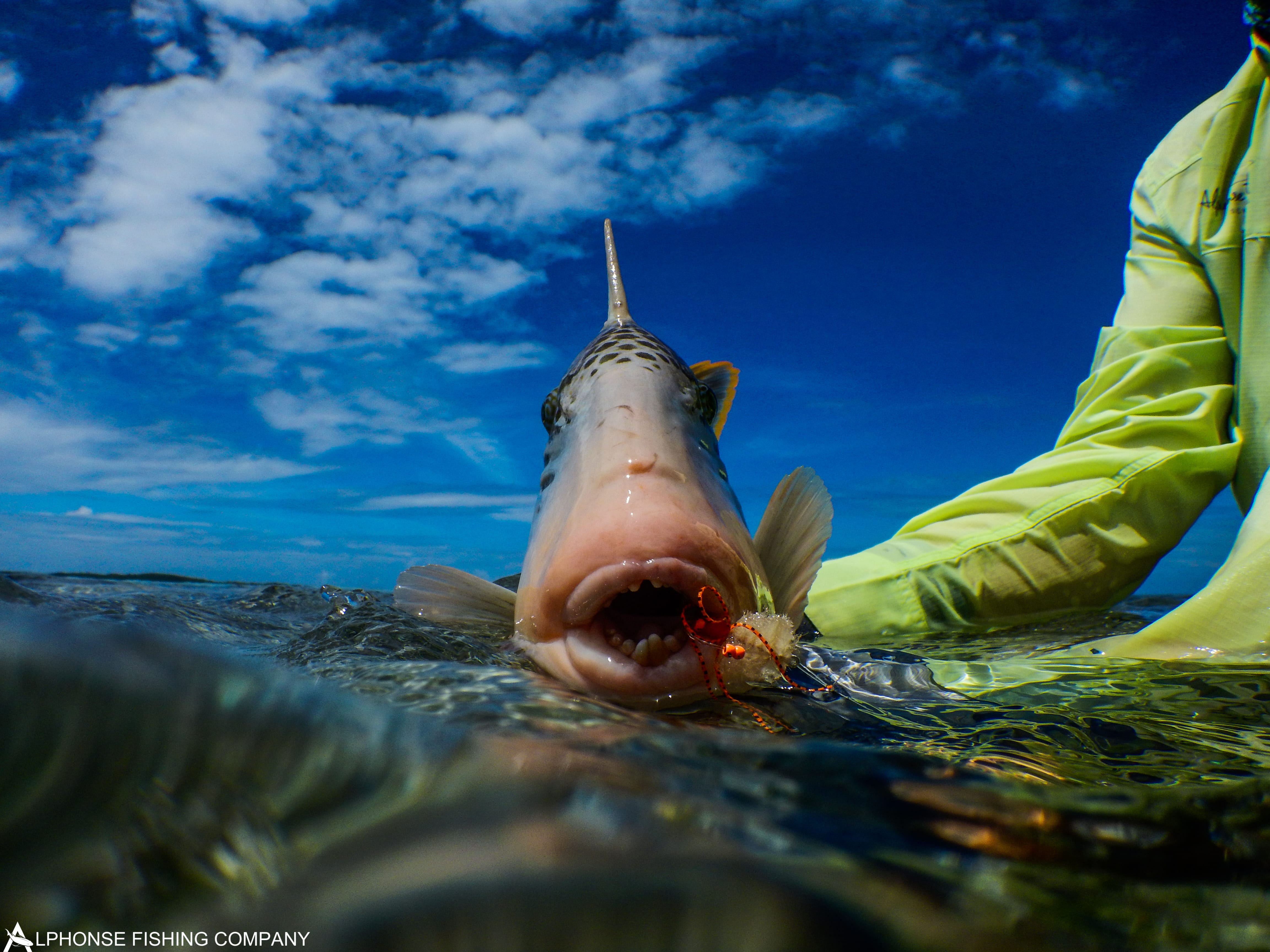 Alphonse Island, Seychelles, Aardvark McLeod