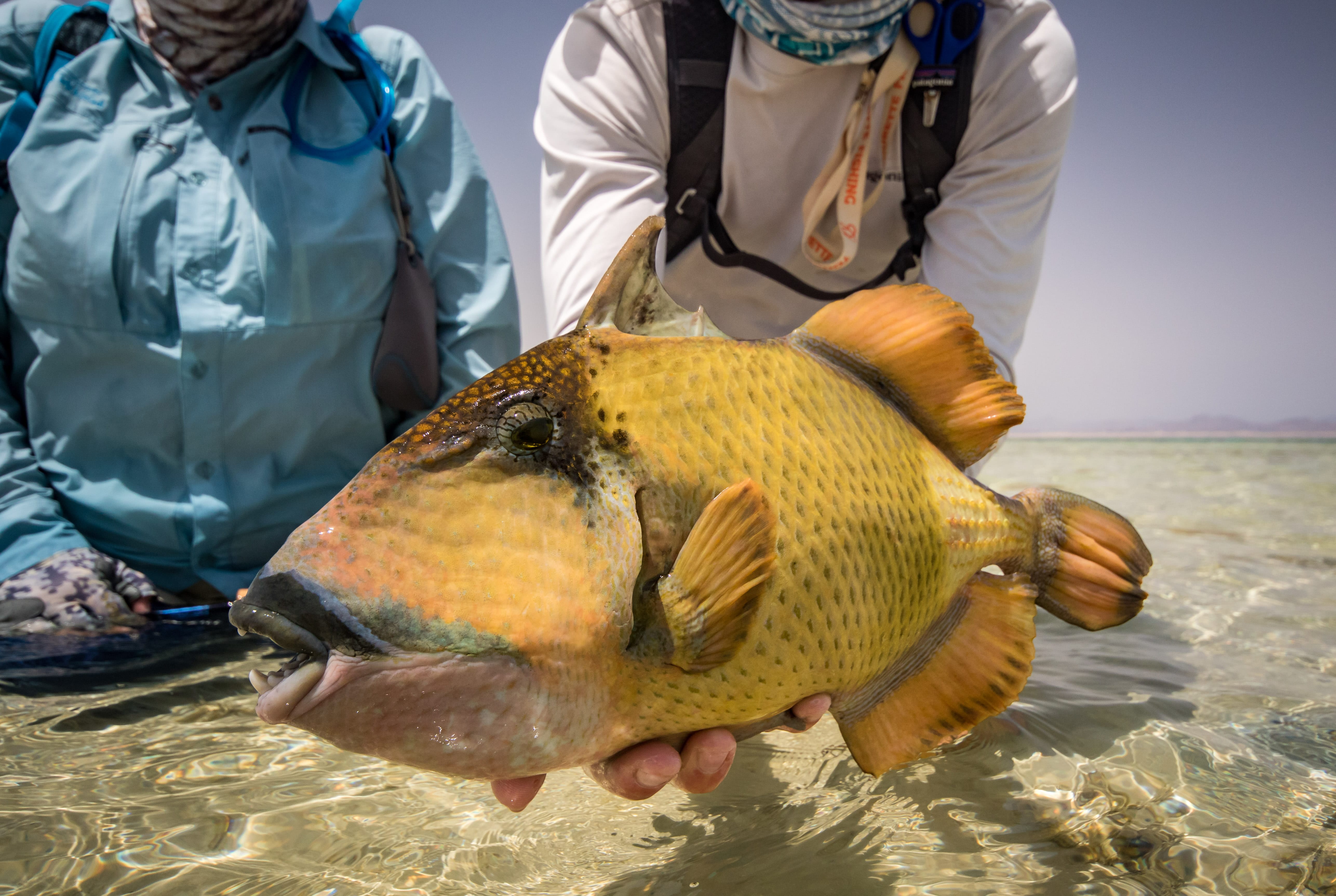 Sudan, trigger fish, Aardvark McLeod