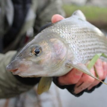 chalkstream fishing, grayling, UK Fishing Guide, Aardvark McLeod, grayling fishing