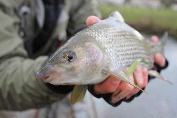 chalkstream fishing, grayling, UK Fishing Guide, Aardvark McLeod, grayling fishing