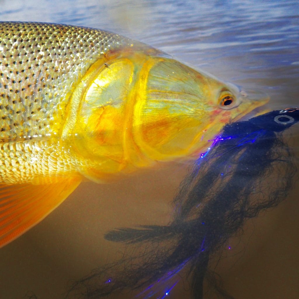 dorado river cruiser, dorado fishing mothership, estancia laguna verde, dorado fishing argentina, dorado fishing buenos aires, brett o'connor, golden dorado, dorado fishing with fly, fly fishing argentina, dorado river cruiser mothership, aardvark mcleod