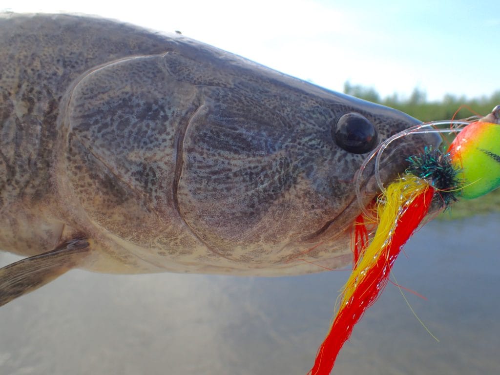 dorado river cruiser, dorado fishing mothership, estancia laguna verde, dorado fishing argentina, dorado fishing buenos aires, brett o'connor, golden dorado, dorado fishing with fly, fly fishing argentina, dorado river cruiser mothership, aardvark mcleod