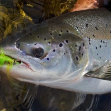 Gaula River, Norwegian Flyfishers Club, NFC, Norway, Atlantic salmon