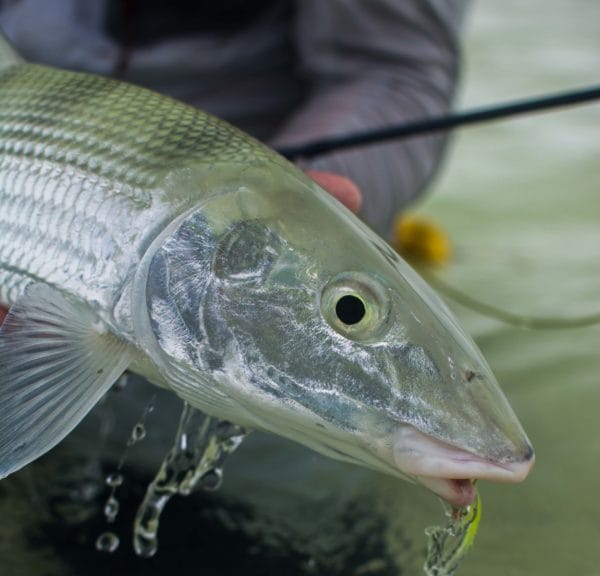 Seychelles, Alphonse, bonefishing, Seychelles holiday