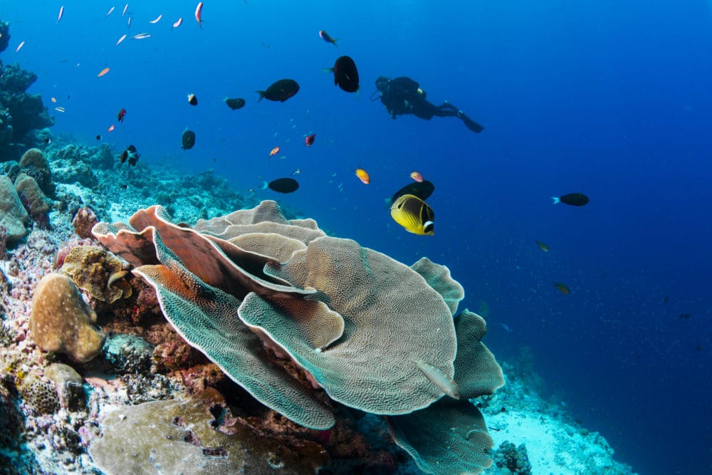 Alphonse Island Seychelles beach holiday diving