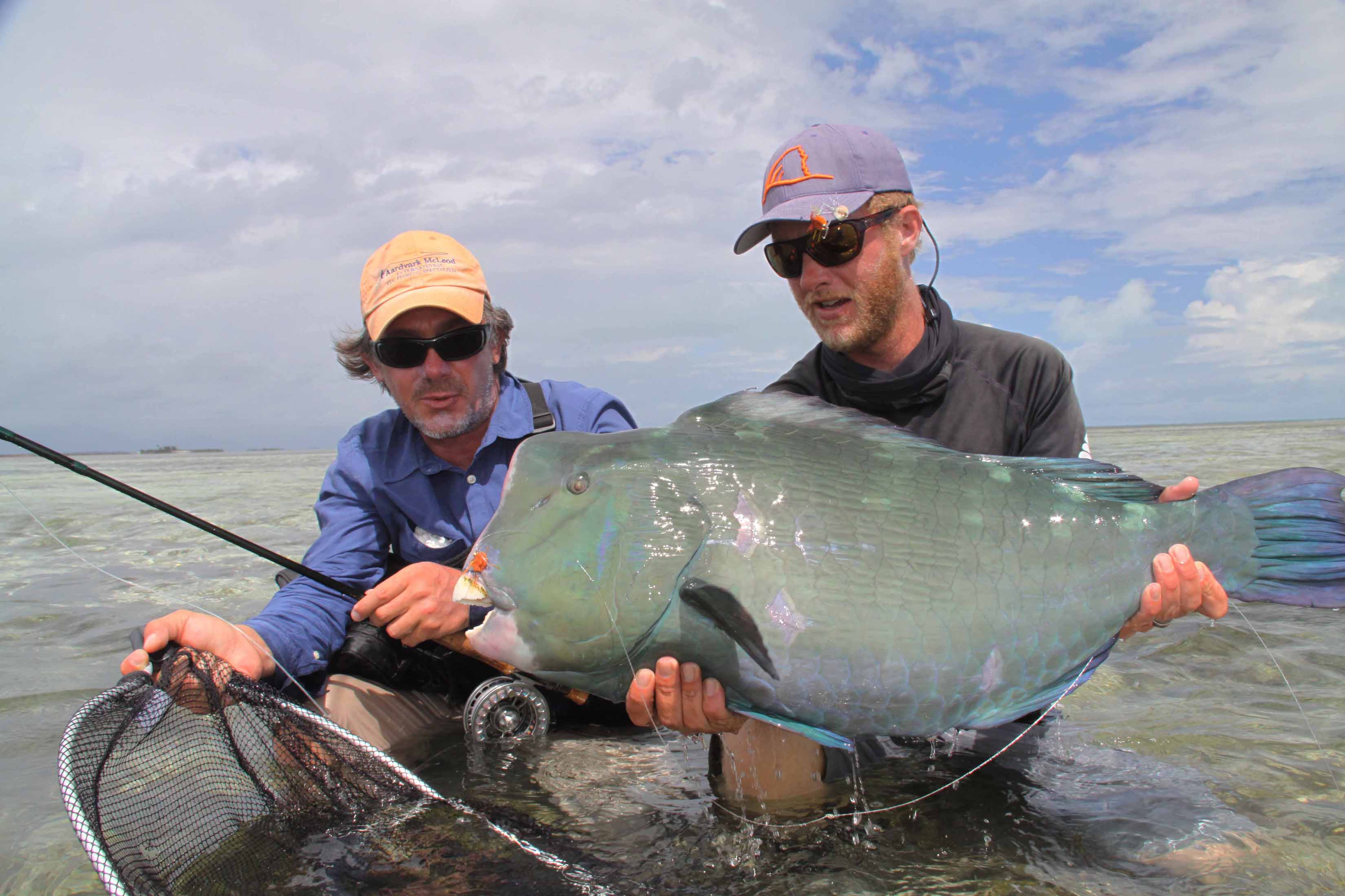 Bumphead parrotfish, Farquhar Atoll, Seychelles, Aardvark McLeod