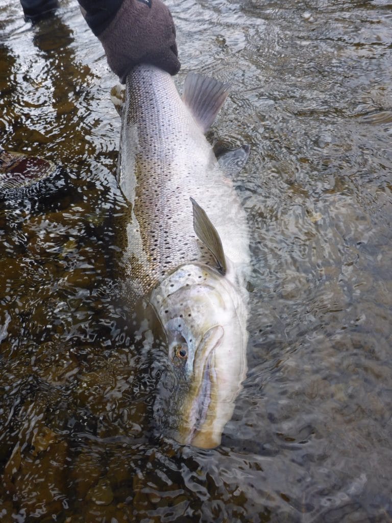 Irigoyen River, Tierra del fuego, TDF, fishing Irigoyen, sea trout fishing Argentina, sea trout Irigoyen, TDF flies, Rio Grande flies, fishing Rio Grande Argentina, sea trout Rio Grande, World End Lodge, WEL, Far End Rivers, aardvark mcleod.