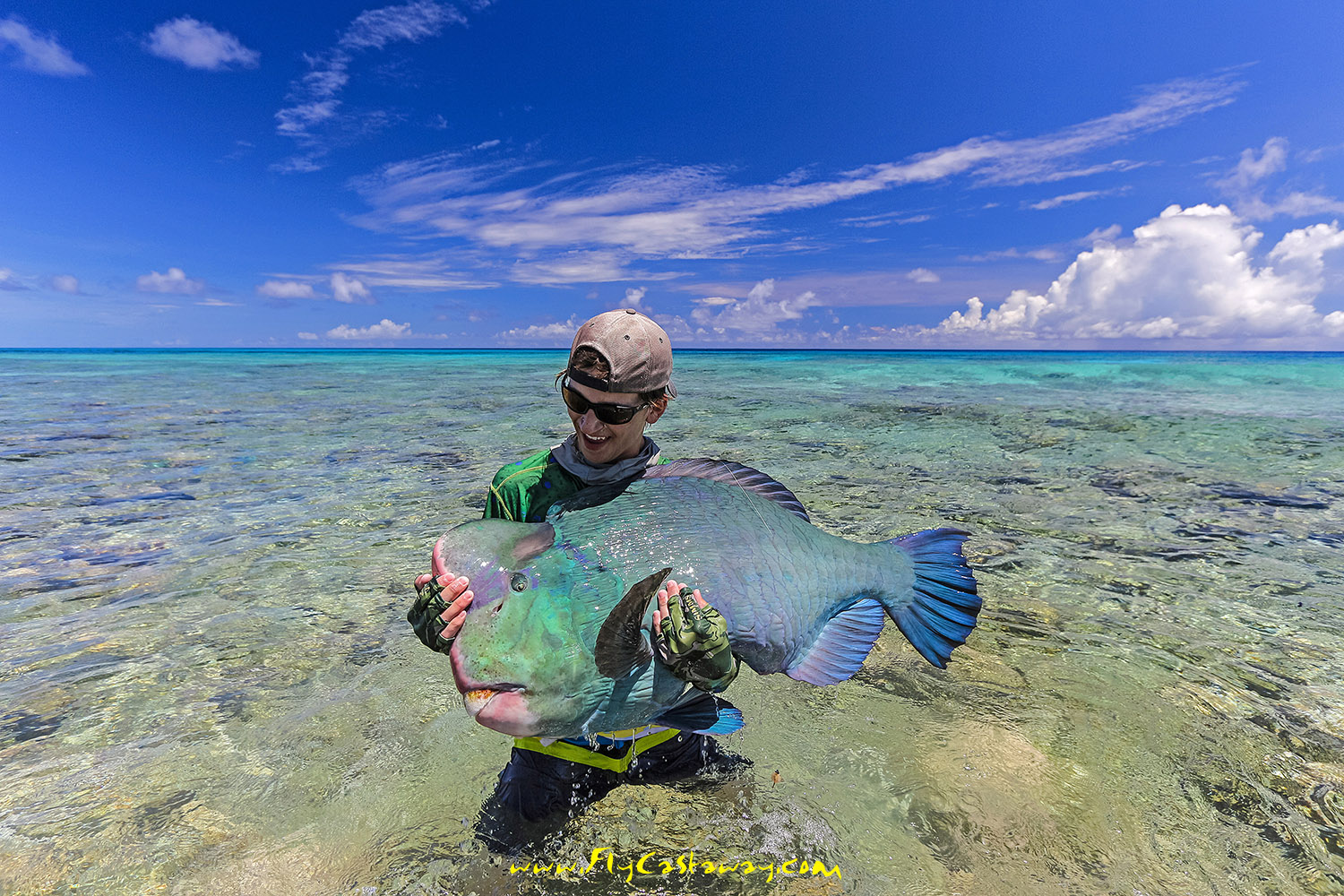 Bumphead parrotfish, Farquhar Atoll, Seychelles, Aardvark McLeod