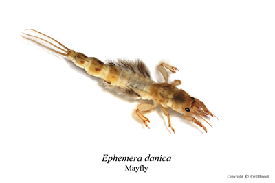 Mayfly Nymph - Ephemera danica- Aardvark McLeod