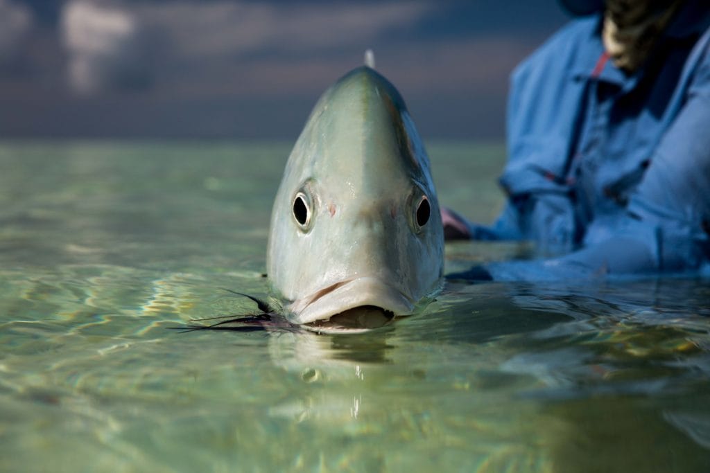 lphonse Island Seychelles fishing holiday Aardvark McLeod GT