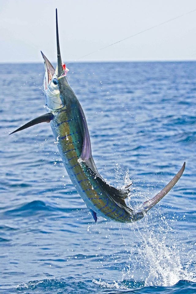 Alphonse Island Seychelles fishing charter holdiay A'mani Aardvark McLeod