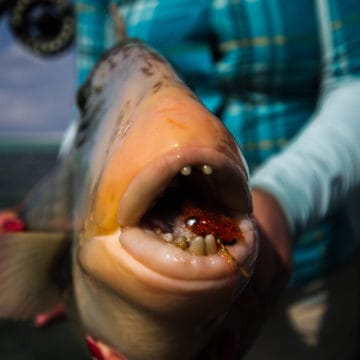 Astove Seychelles fishing holiday Aardvark McLeod triggerfish