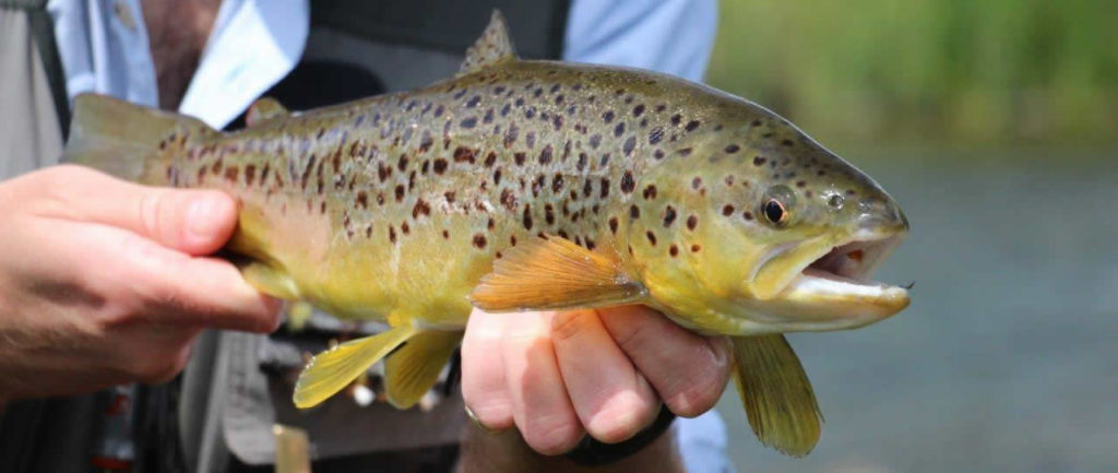 Mayfly openings 2017 - Brown Trout river Anton