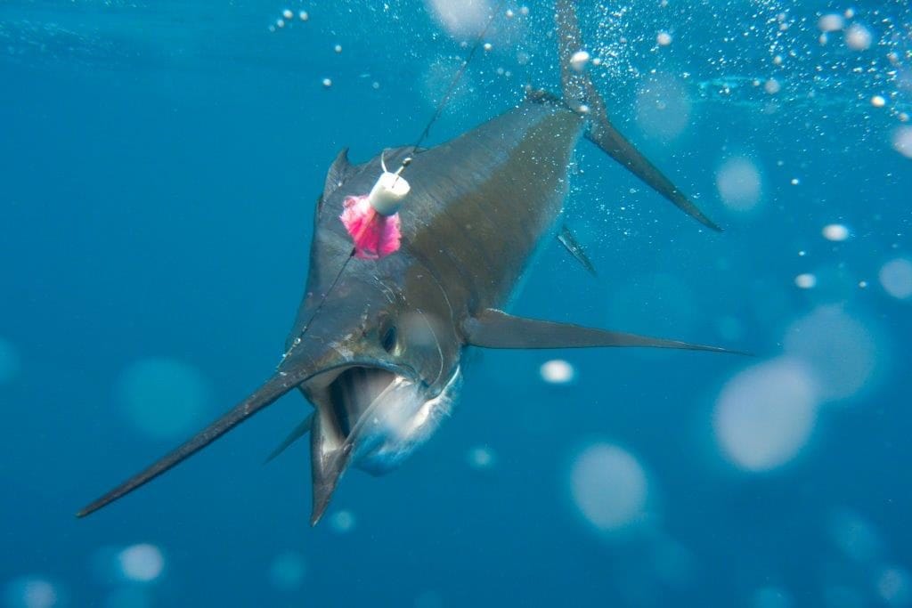 A'mani Charter Seychelles fishing Aardvark McLeod