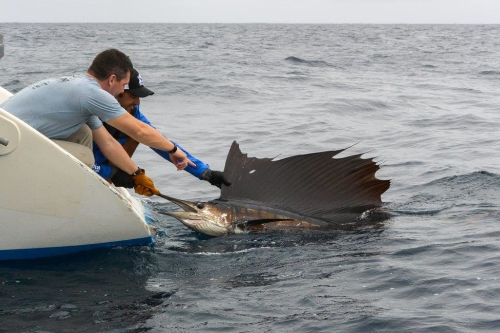 A'mani Charter Seychelles fishing Aardvark McLeod