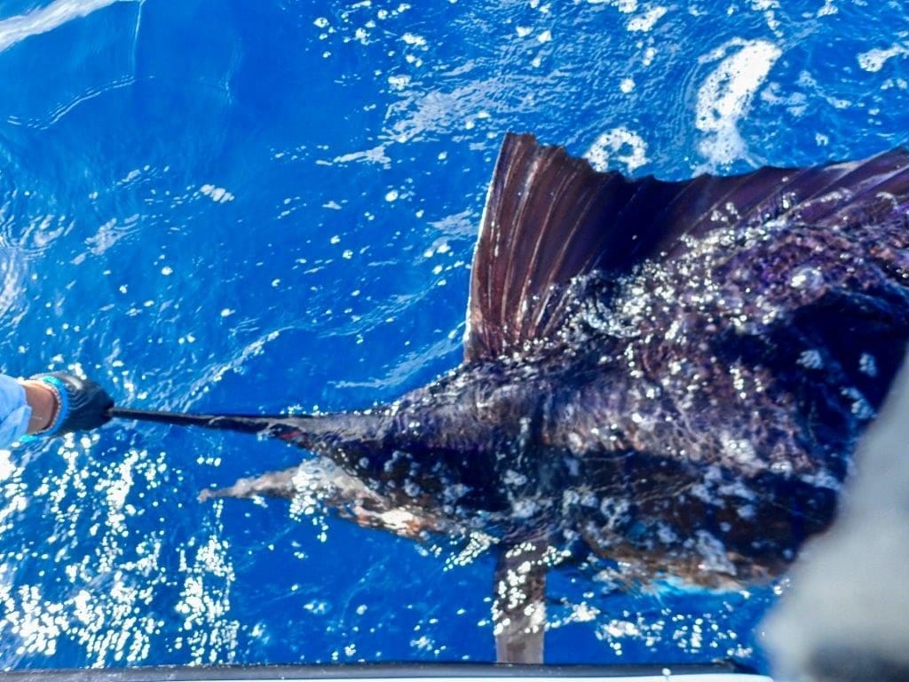 Alphonse Island Seychelles fishing Aardvark McLeod