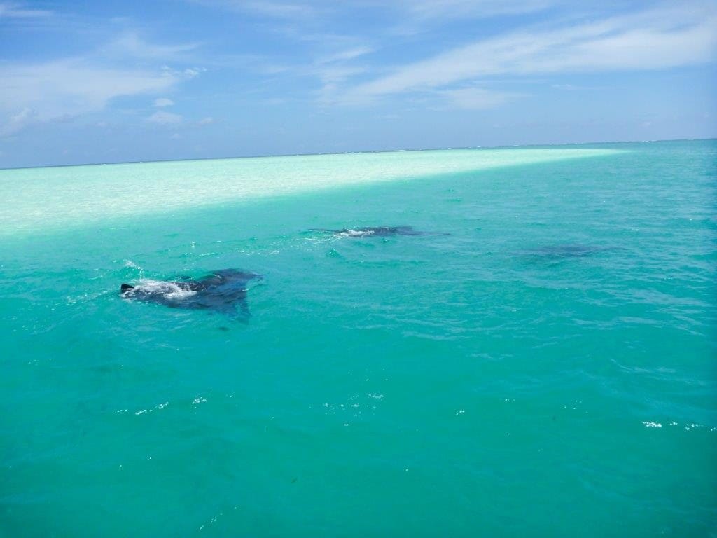 Alphonse Island Seychelles fishing Aardvark McLeod