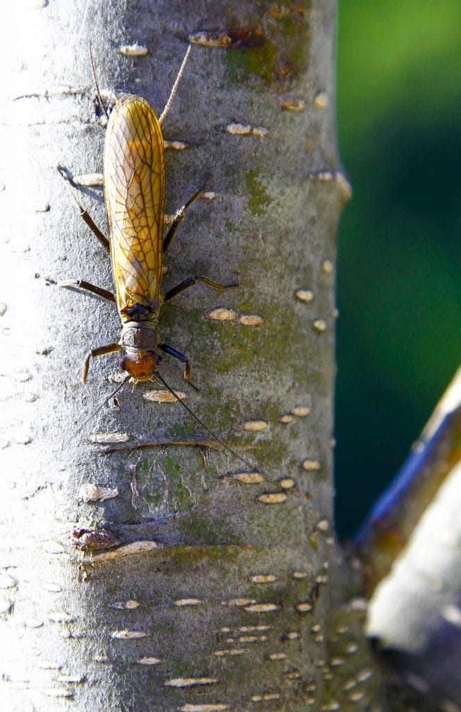 Bosnia, Stonefly, Fly Fishing, Brown Trout, dry fly fishing