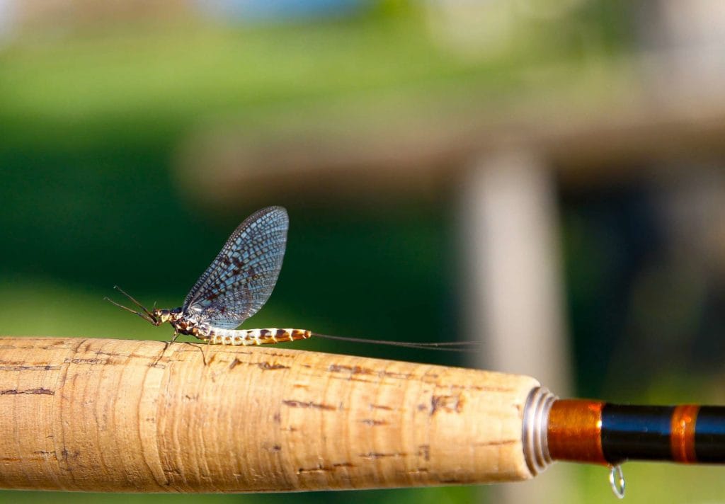 Bosnia, Mayfly, Fly Fishing, Brown Trout, dry fly fishing