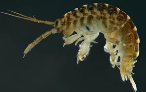 Killer Shrimp (Dikerogammarus villosus)