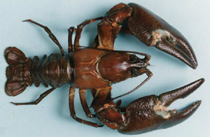 Signal Crayfish (Pacifastacus leniusculus)