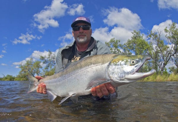 Alaska Trophy Advenute Lodge, ATA Lodge, Aardvark McLeod, king salmon, pacific salmon, dolly varden, graying, trout, char