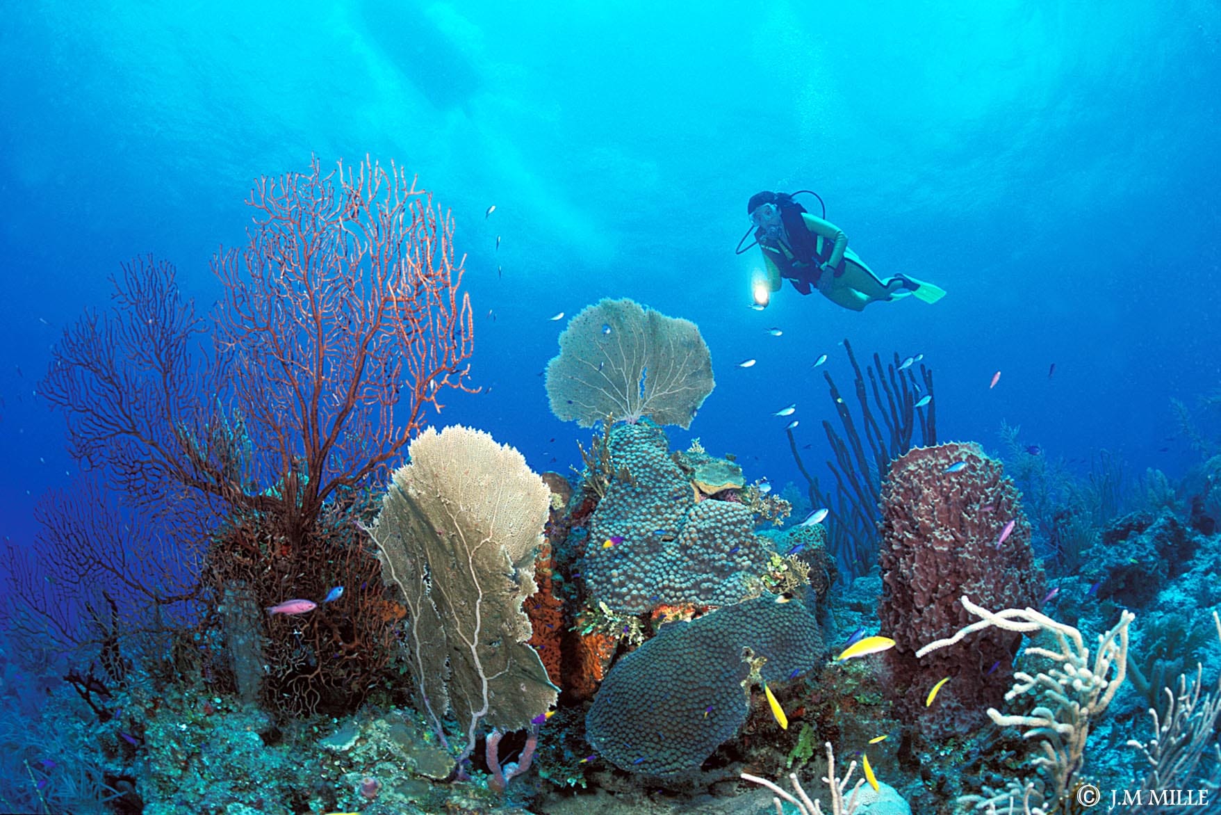 Turneffe Island Resort, Belize, Aardvark McLeod