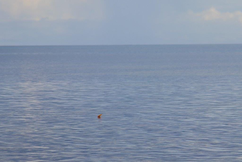 Triggerfish, Providence Atoll, Seychelles, Aardvark McLeod