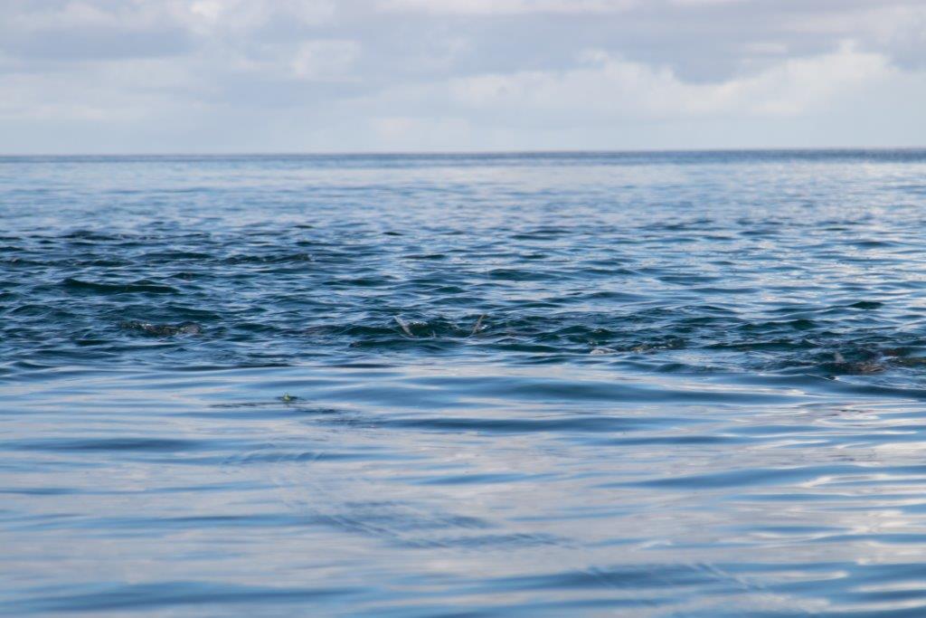 Milkfish, Providence Atoll, Seychelles, Aardvark McLeod