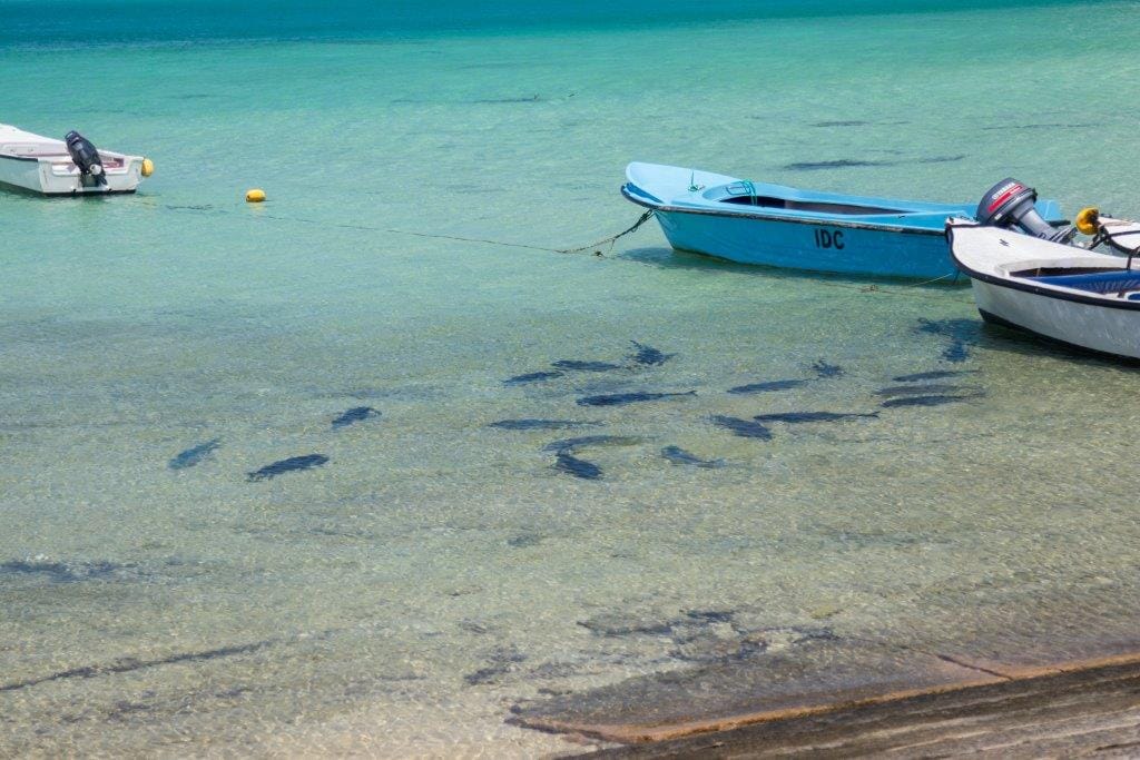 Providence Atoll, Seychelles, Aardvark McLeod