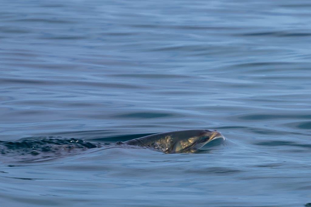 Milkfish, Providence Atoll, Seychelles, Aardvark McLeod