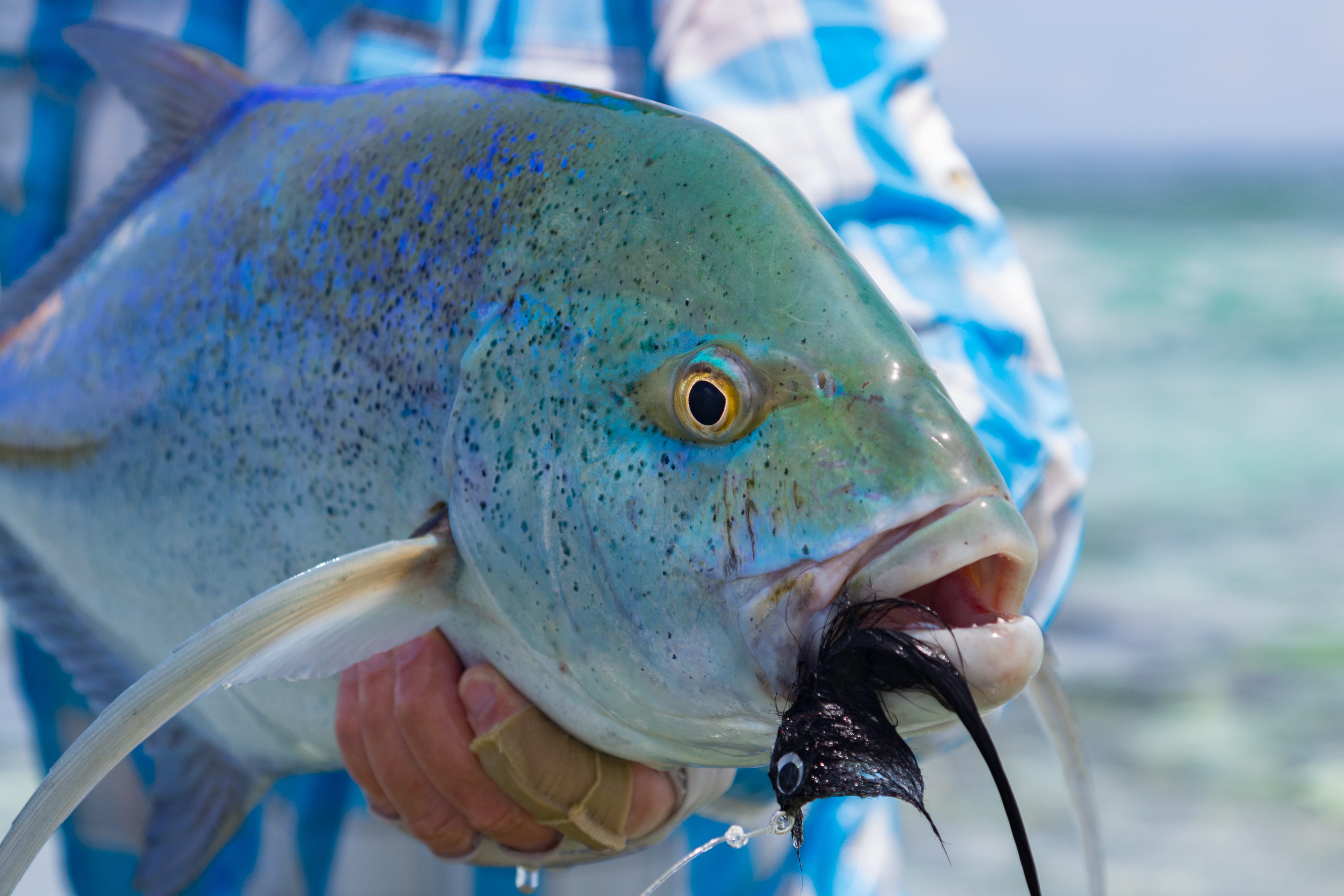 Bluefin Trevally, Providence Atoll, Seychelles, Aardvark McLeod