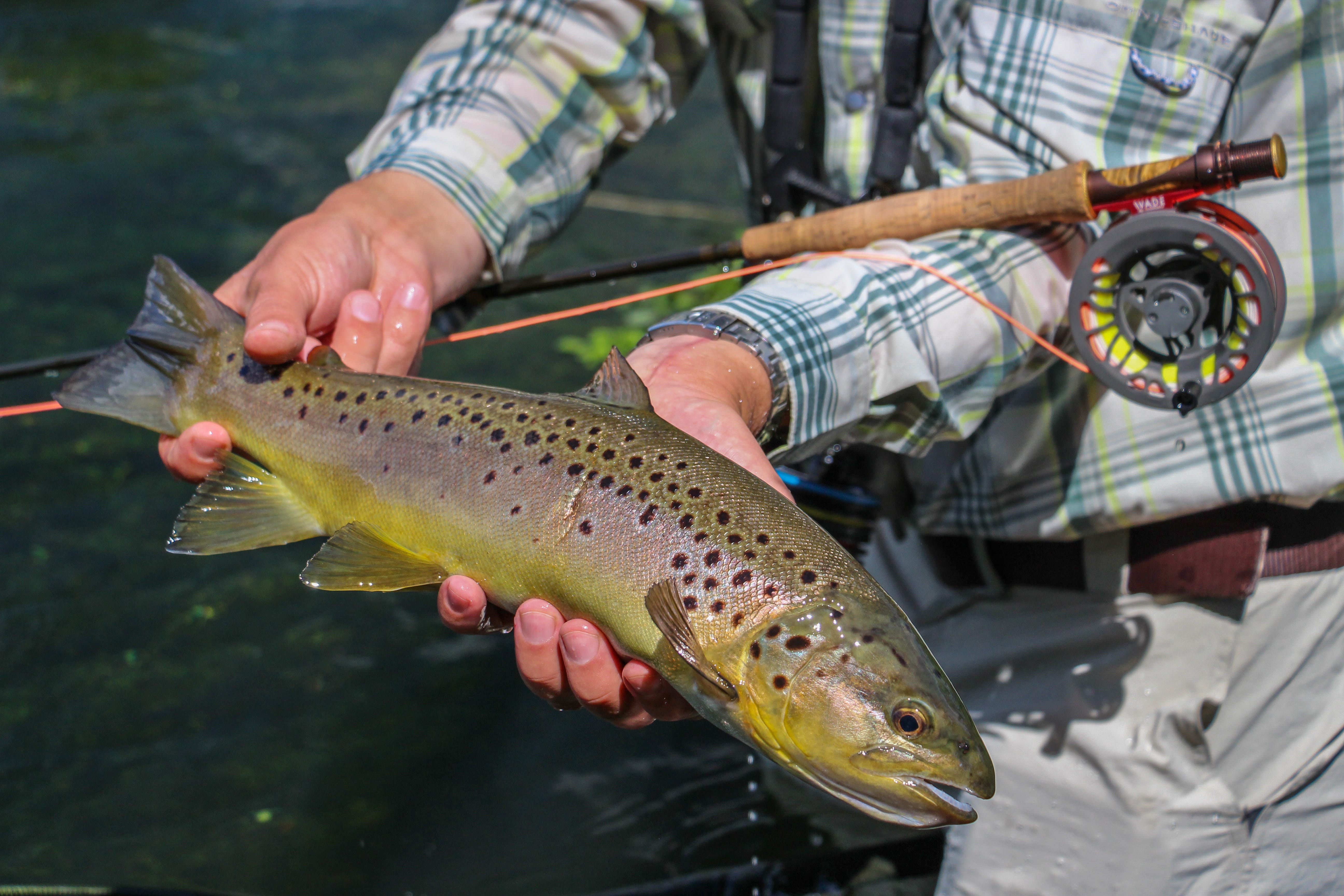 Chalkstream trout fishing, Hampshire, Aardvark McLeod