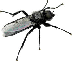 Bibio Marci - Hawthorn Fly -Aardvark Mcleod, Chalkstreams