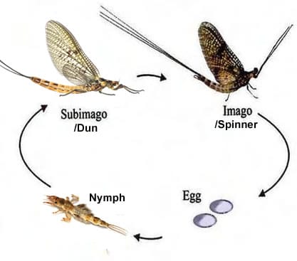 Life Cycle Of A Fly Time