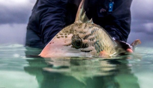 Alphonse Island Seychelles fishing Aardvark McLeod yellowmargin triggerfish