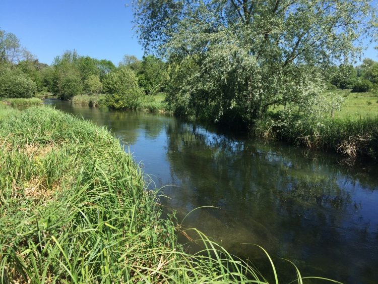 River Test Hampshire, Mayfly, brown trout, chalkstream, dry fly, Aardvark McLeod
