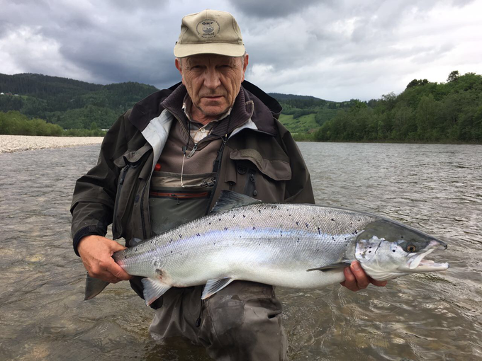 Gaula River, Norwegian Flyfishers Club, NFC, Norway, Atlantic salmon