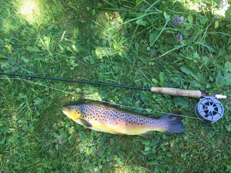 River Test Hampshire, Mayfly, brown trout, chalkstream, dry fly, Aardvark McLeod