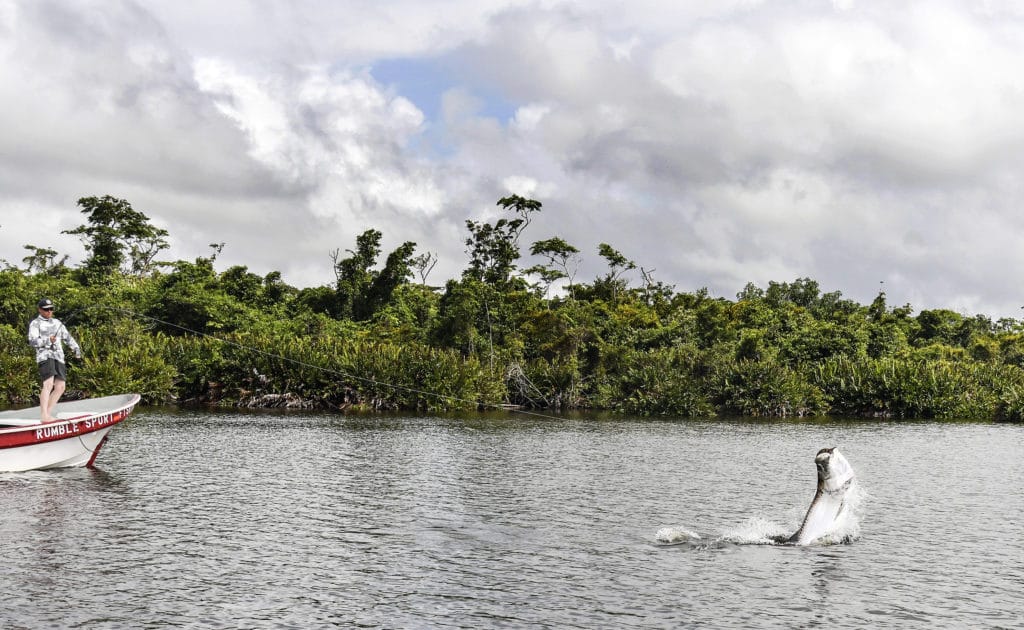 Giant tarpon, Tapam Lodge, Nicaragua