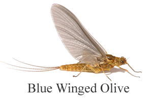 Blue Winged Olive- Cyril Bennet - Aardvark Mcleod, Chalkstream Fly Fishing